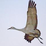 Sandhill Crane_73892